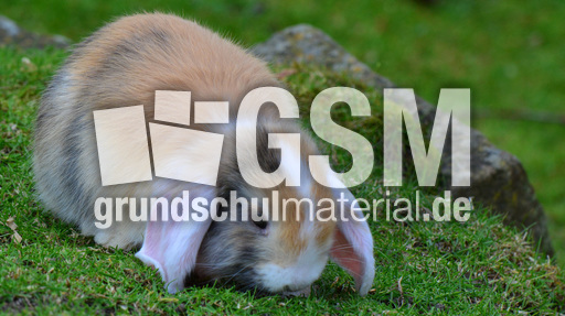 Widderkaninchen (14).jpg